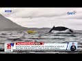 nagka kayak nilamon ng humpback whale niluwa rin matapos ang ilang segundo 24 oras