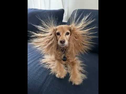 Dog's Hair Stand Up Funnily After She Wraps Herself In Fleece Blanket ...