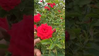 #Beautiful flower garden01#ಸುಂದರವಾದ ಹೂವಿನ ತೋಟ#ಗುಲಾಬಿ ಹೂವು#Rose Flower🌹😍💕