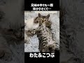 病気の妹猫にお兄ちゃんがした事は…【保護猫】