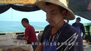 老张深海捕鱼，黄鱼鳗鱼虾大爆网，详细教你怎么辨别野生黄鱼！