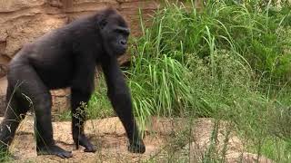 シャバーニ家族 895  Shabani family gorilla