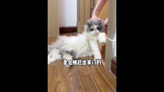 这个方法推荐给不爱洗澡的猫咪 擦完之后还你一只香香猫 #新手养猫 #猫洗澡