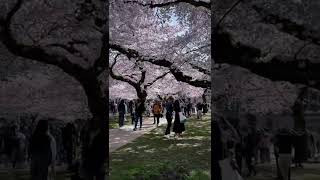 📍Cherry Blossom, University of Washington, Seattle, USA 🇺🇸 #shorts #travel #usa #usatravel