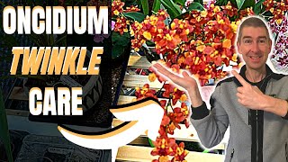 ONCIDIUM TWINKLE CARE