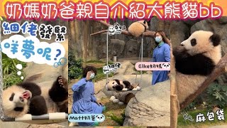 🐼 #奶媽奶爸齊齊介紹大熊貓bb #熊貓bb成長日誌#家姐細佬 #panda #cute #海洋公園 #萌宠 #盈盈#樂樂