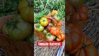 I have to #harvest #tomatoes from the #garden! 🍅✨