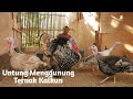 Kisah Mantan Sopir Sukses Ternak Ayam Kalkun dan Dirikan Resto Menu Khas Kalkun