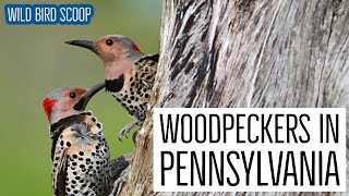 Woodpeckers In Pennsylvania: The 8 Species You May Come Across