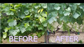 Cellarmasters of Los Angeles Home Winemaking Club - June 2021 Shoot Thinning, Lateral \u0026 Leaf Pulling