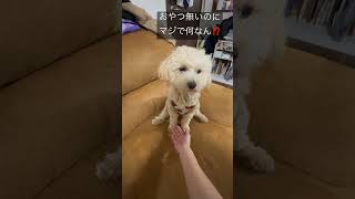 おやつが無いと絶対にやりたくないマンw#マルプー#頑固な犬