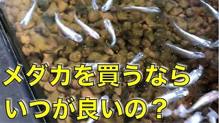 【メダカを買う（飼う）時期とは？】各地に住んだ経験から話します。