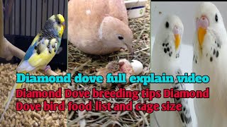 Diamond dove ful ispelyn vdo DiamondDove bird food list and cage size China Dove male and females