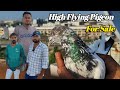 Indian Pigeon High Flying ! Arshad idrisi & Shakti Bhai Morbi Gujarat ! +91 80008 17007