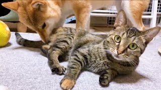 いつまでもニャンズの扱いが子猫気分の柴犬　For Riko she has always been a kitten