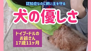 【感激】17歳11ヶ月 トイプードルのお爺さん  「ママ大丈夫？！」心配して添い寝してくれる老犬の優しさ の巻