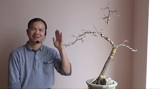 Cùng nhau thực hành uốn cây tam đa theo mẫu - design a simple bonsai with two branches and one top.