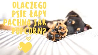 Dlaczego psie łapy pachną popcornem albo jak skarpeta - Frito Feet ?