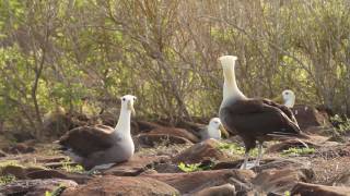 Robert Fuller in Galapagos 2014 (Extended Cut) | Galapagos 🌎 🇪🇨 | Wild Travel | Robert E Fuller