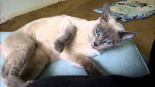 Smee the Tonkinese Cat's First Day Home