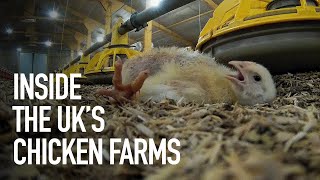 Inside the UK's Chicken Farms | Undercover Investigation