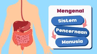 Mengenal Sistem Pencernaan Manusia l IPAS Kelas 5 SD