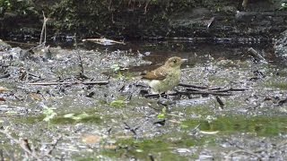 河口湖フィールドセンターのキビタキ（幼鳥）の水浴び　その２（4K動画）