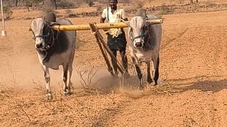 palledoddi ramarao bulls