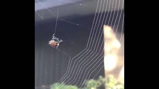 Making of Spider Web, how amazingly it weaves సాలెగూడు అది ఎంత అద్భుతంగా నేస్తుంది