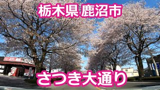 さつき大通りの桜並木　栃木県鹿沼市 【ドライブ動画】