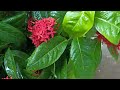 easy method of growing ixora from cuttings