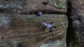 Cooing Pigeons, AKA \