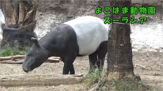 【よこはま動物園ズーラシア】マレーバクのアルタイル