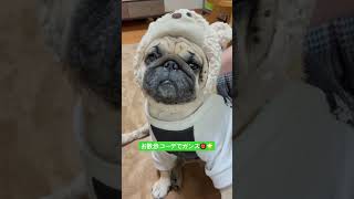 お散歩コーデ。#パグ #pug #ぱぐ #日常 #癒し #shorts #ショート #しょーと #犬のいる生活 #犬のいる暮らし #いぬ