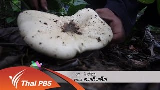 ทีวีชุมชน  : คนเก็บเห็ด  (19 ต.ค. 58)