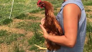 National Farmer's Day: A Typical Day on the Farm