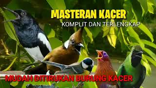 PANCINGAN KACER ISIAN YANG BIKIN KICAU KACER MAKIN JOSS