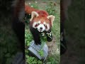 Beautiful flowers for my beloved you!🥰🥰🥰#fy #fyp #trending #cute #redpanda #flowers