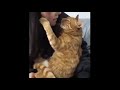 【激かわ】猫ちゃんのキスのおねだりが可愛すぎる！