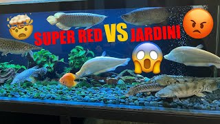 NEKAT!!! COMTANK ARWANA SUPER RED & ARWANA JARDINI DENGAN PAKAI 5 SYARAT WAJIB INI