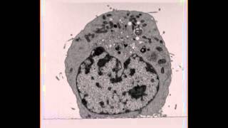 Three-Dimensional Imaging of Viral Infections: Video 8