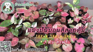 แบ่งปันบอนสีสวยคุ้มๆ วันที่ 12/10/2566 #บอนเก่า #ไม้ด่าง #ไม้ป้าย #บอนสี #caladium #shorts