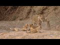 Newborn Lion Cubs Are Introduced to Their Cousins
