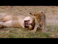 Newborn Lion Cubs Are Introduced to Their Cousins
