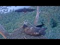 Elder eaglet return home for breakfast | White-tailed eagles | July 30, 2024