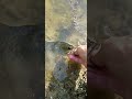 beautiful bass release. pušta je lijepoga basa. fishing ribolov fish water bassfishing