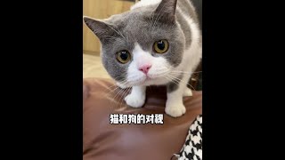 看懂你就知道发给谁了#抖音动物图签 #记录猫咪日常 #治愈猫咪