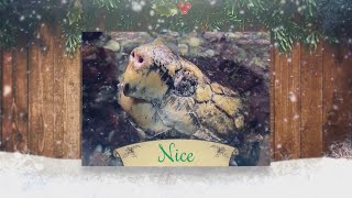 ABQ BioPark's naughty or nice list features Triton the tiger and Wilson the turtle