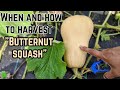 Butternut squash : When and how to harvest butternut squash | BEST TIPS & Tricks |