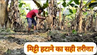 पेड़ी केला प्लांट मे पुरानी मिट्टी क्यो हटाते हैं? #banana #केला #agriculture #kheti